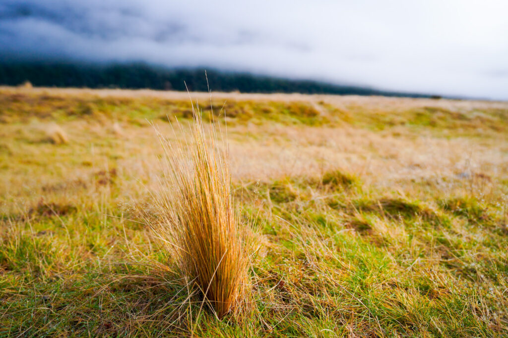 A stop at Eglinton Valley. Photo: Harmeet Sehgal
