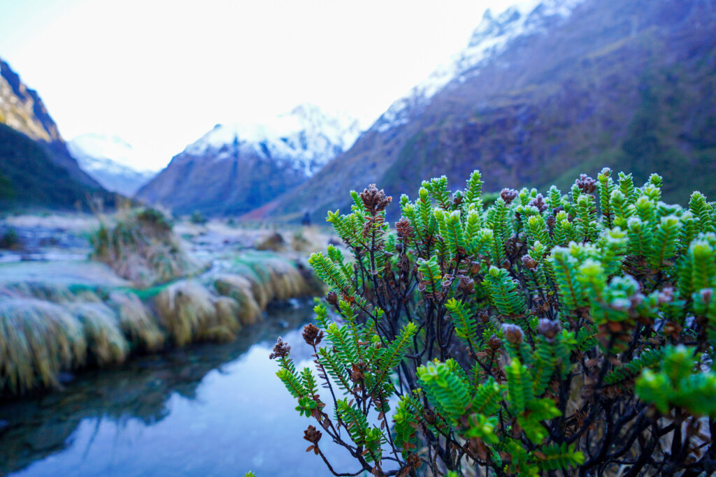Alpine wonderland on the way to Milford Sounds. Photo: Harmeet Sehgal