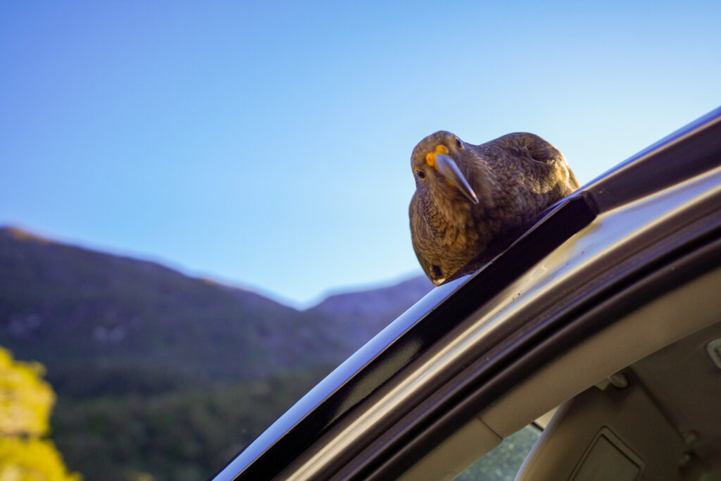 The Kea. Photo: Harmeet Sehgal