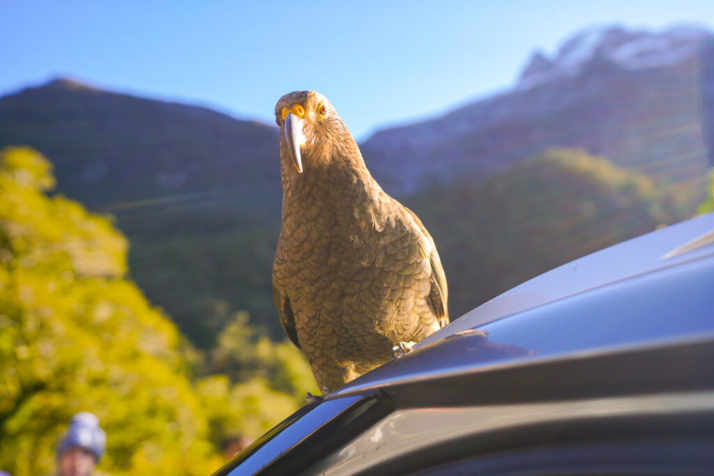 Kea, World's only Alpine Parrot. Photo: Harmeet Sehgal