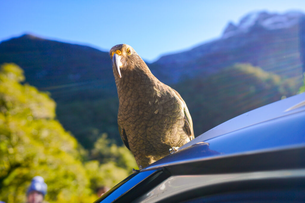 The Kea Alpine Parrot. Photo: Harmeet Sehgal