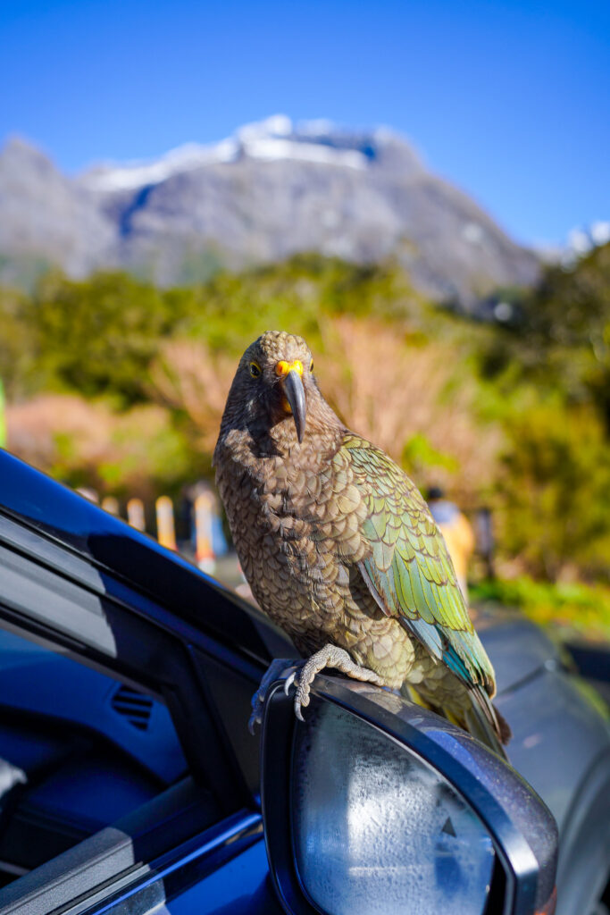 Kea Parrot. Photo Harmeet Sehgal