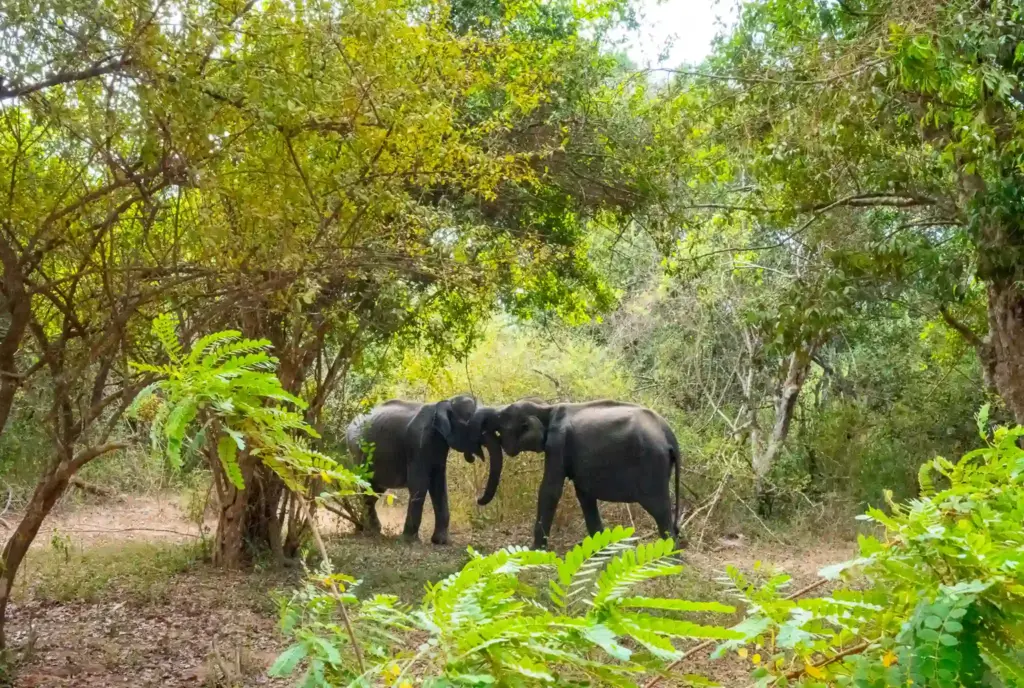 Elephants in the wild in Yala National Park, Sri Lanka. Photo: Harmeet Sehgal