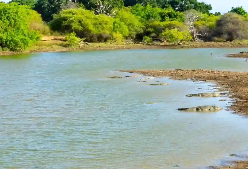 Salt water crocodiles in Yala National Park. Photo: Harmeet Sehgal