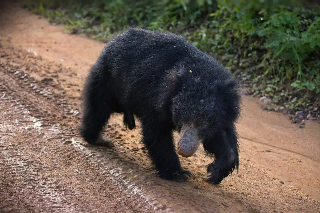 Sri Lankan Sloth bear in Yala National Park.