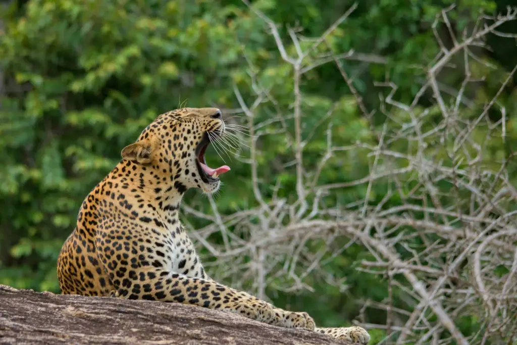 Sri Lankan Leopard at Yala National Park.