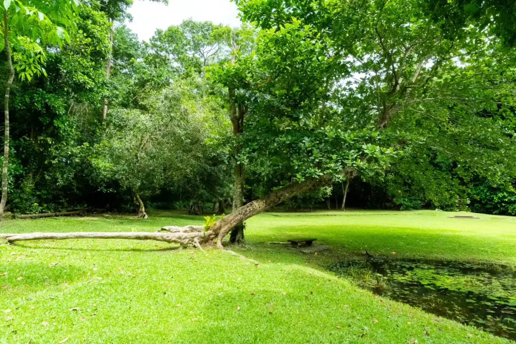 The Westside garden where Bawa sculpted trees to give them unique shapes. Photo: Harmeet Sehgal